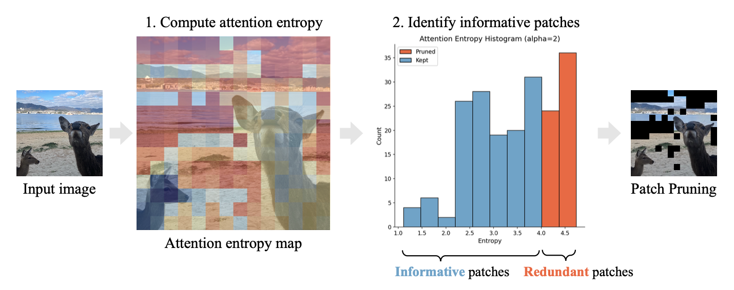 Renyi Attention Entropy for Patch Pruning teaser